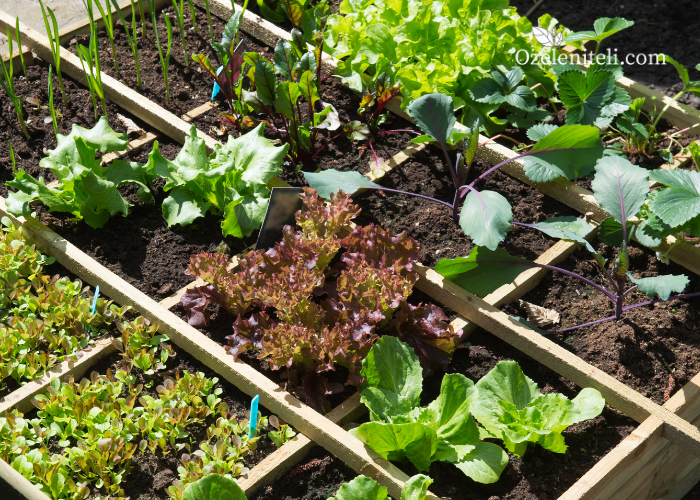 зазимяване на градина