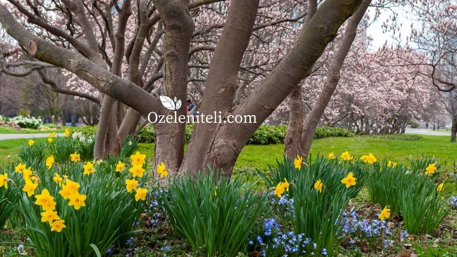 в градината през април