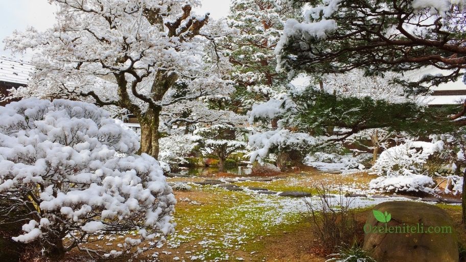 в градината през март