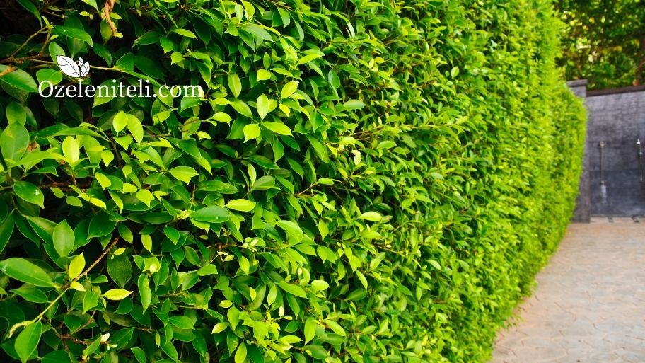 Храсти за градина