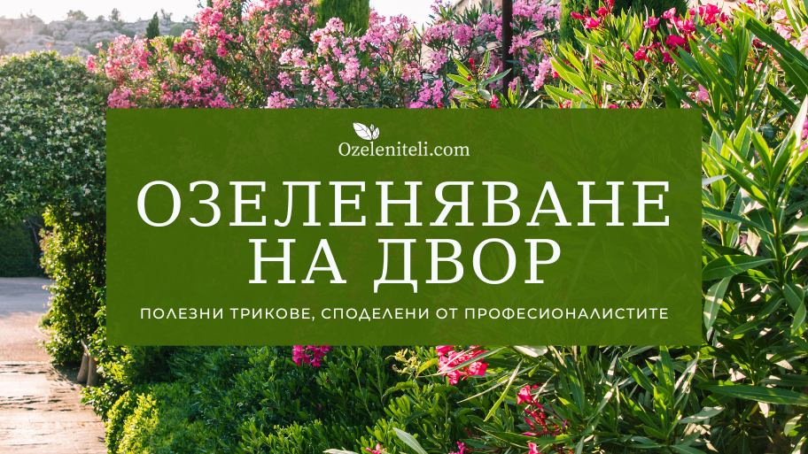 Озеленяване на двор – полезни трикове от професионалисти - Озеленители