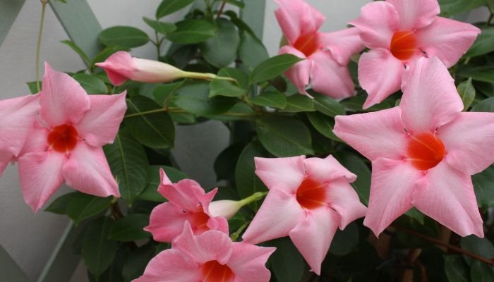 6 цветя, подходящи за отглеждане на терасата