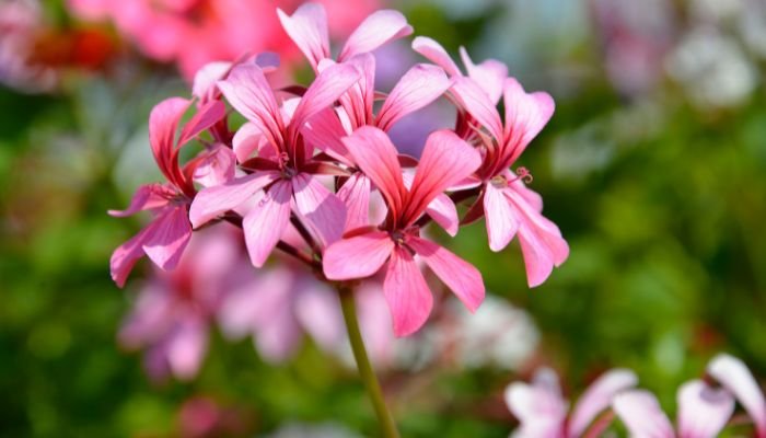 Топ 10 сухоустойчиви многогодишни цветя
