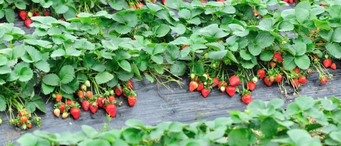 идеи за засаждане на ягоди