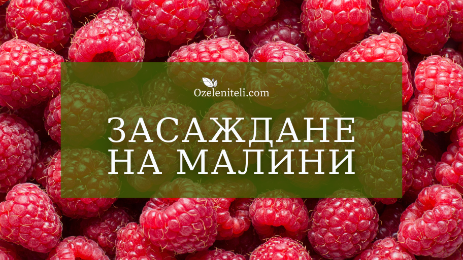 Засаждане на малини - Озеленители