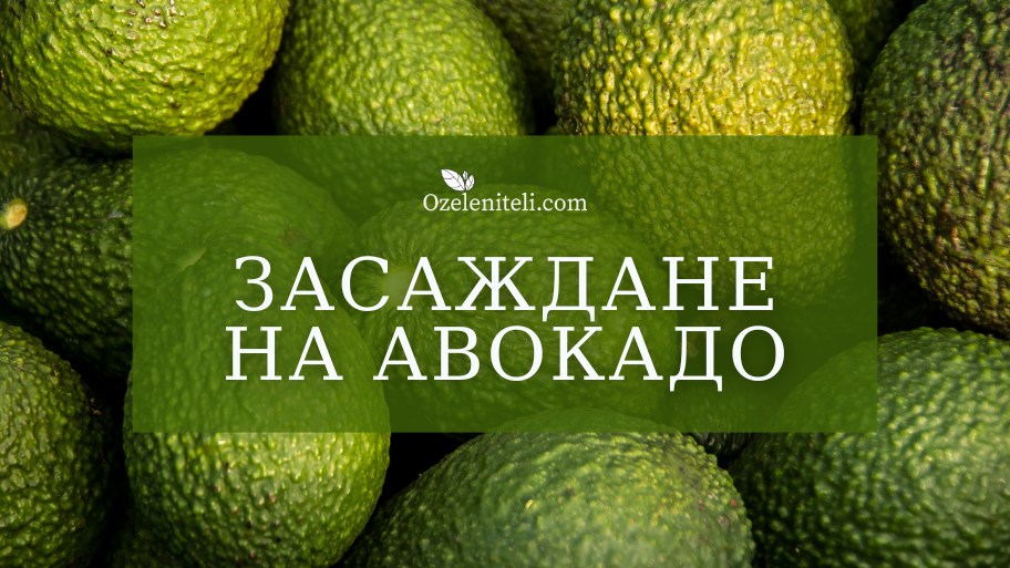 Засаждане на авокадо в домашни условия | Методи