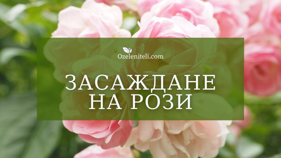 Засаждане на рози