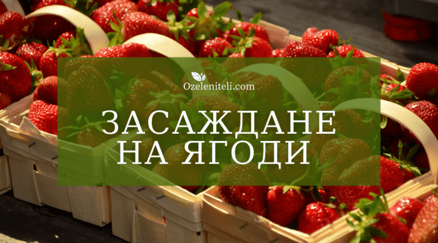Засаждане на ягоди