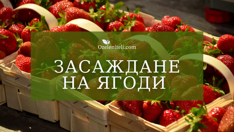 Засаждане на ягоди