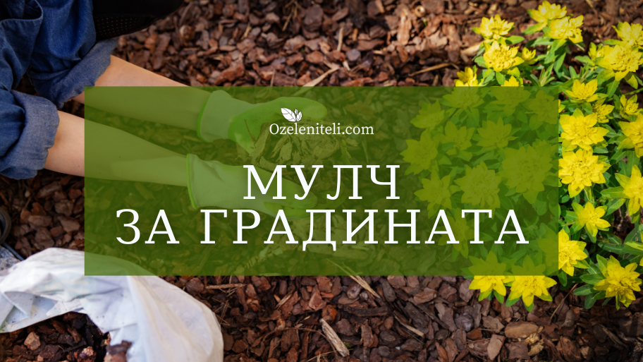 Мулч за градината | Защо да използваме?