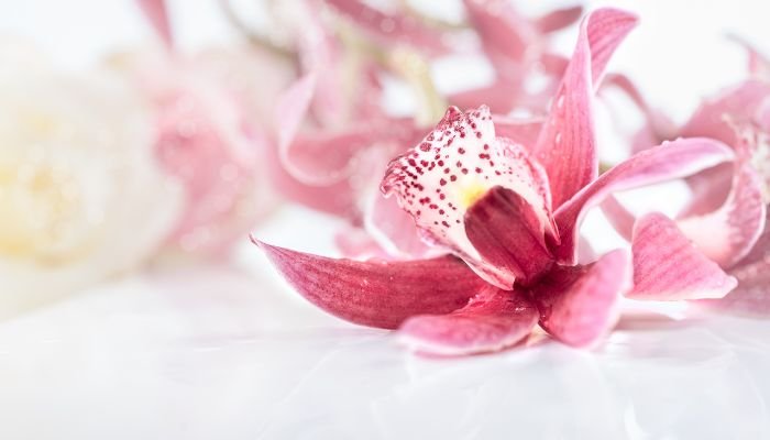 Отглеждане на орхидея