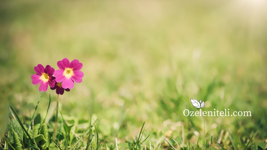 Ноември - Дейности в градината