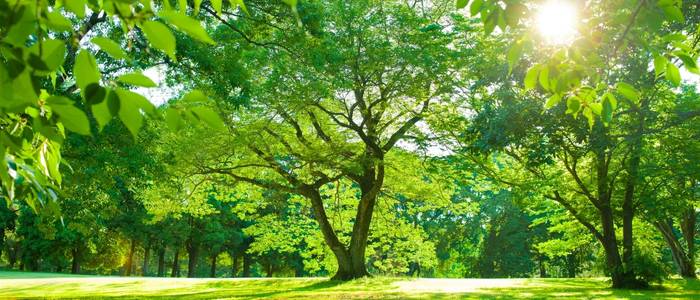 Паркови дървета