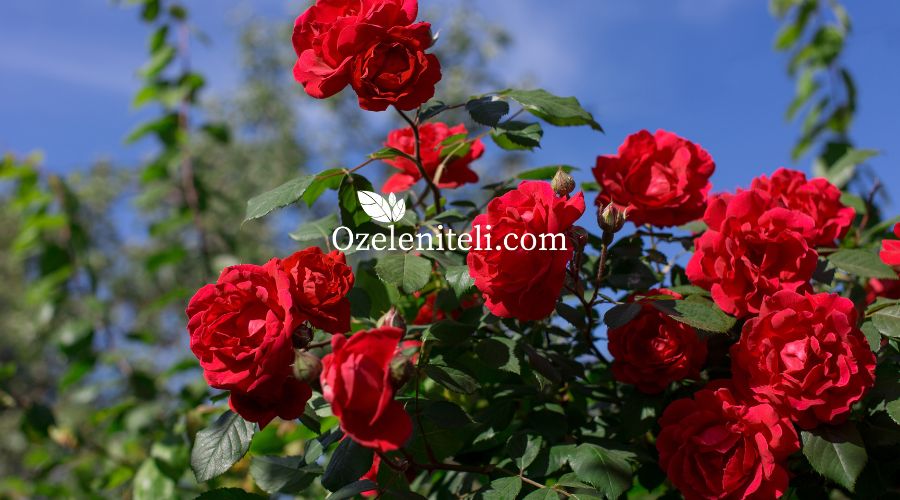 Храстови рози