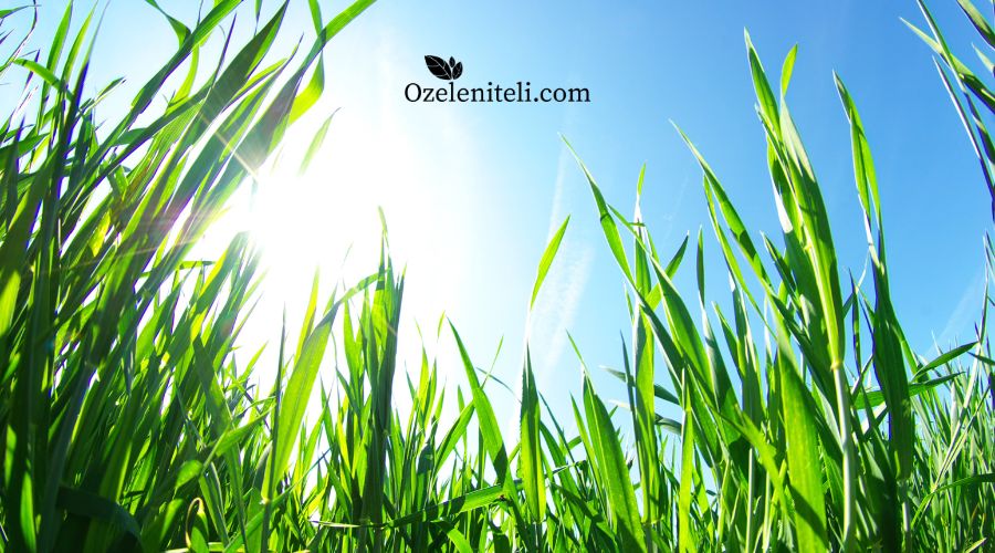 Как да засадим семена за процъфтяваща тревна площ