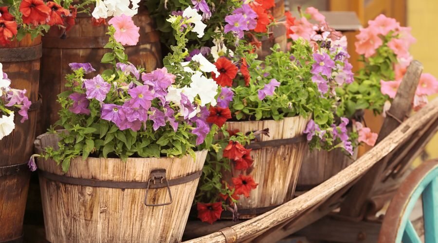Как да изберем перфектните саксии и кашпи за нашите цветя