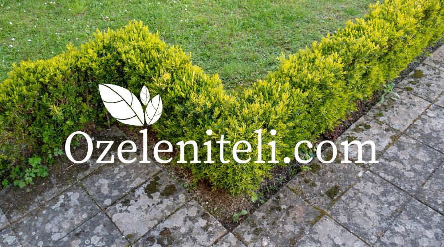 ниски храсти за бордюр