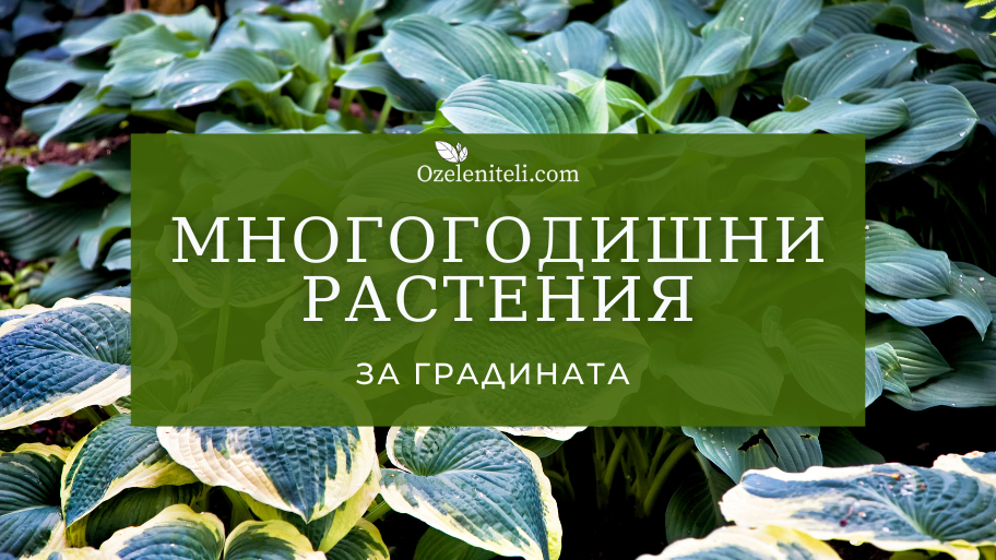 многогодишни растения за градината