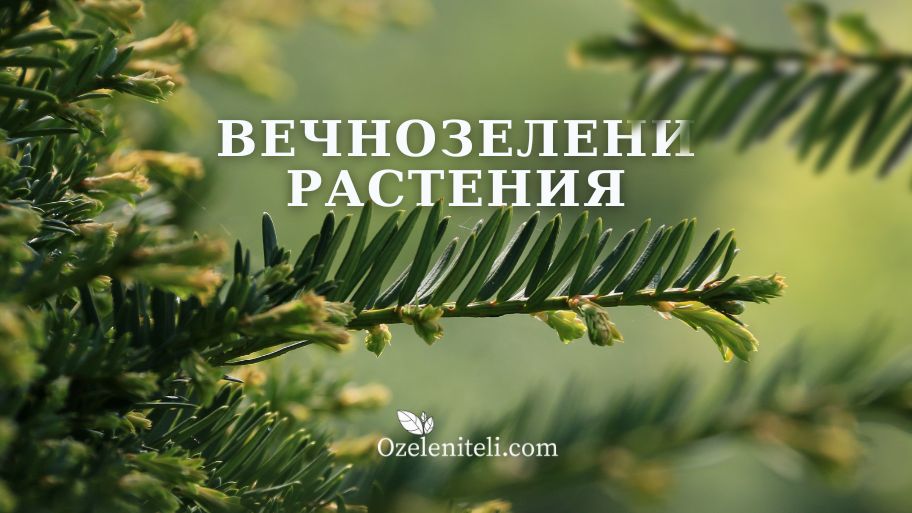 Вечнозелени растения в България