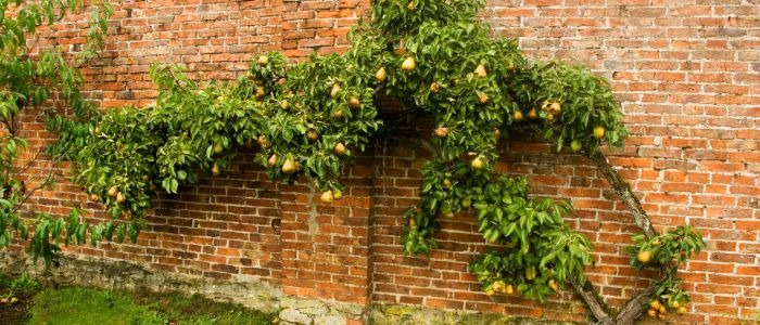 Овощната градина в модерния двор еспалиер