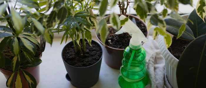 градински растения защита