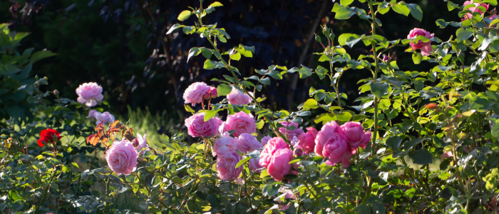 градински растения пролет лято