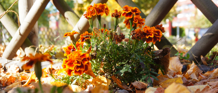 градински растения есен зима