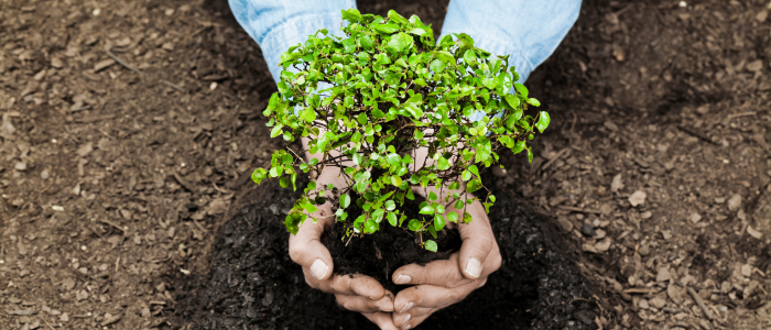 градински растения засаждане