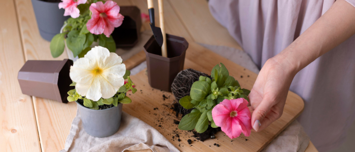 градински растения грижа