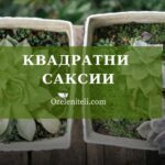 квадратна саксия