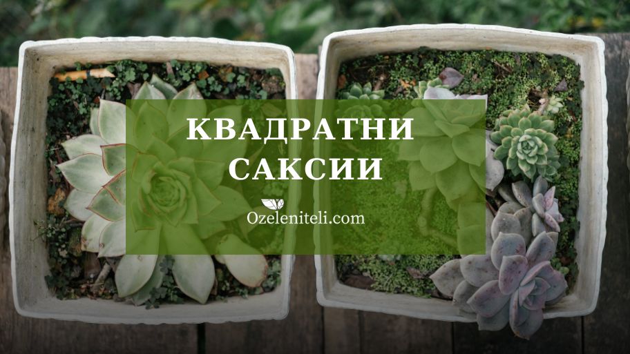 квадратна саксия